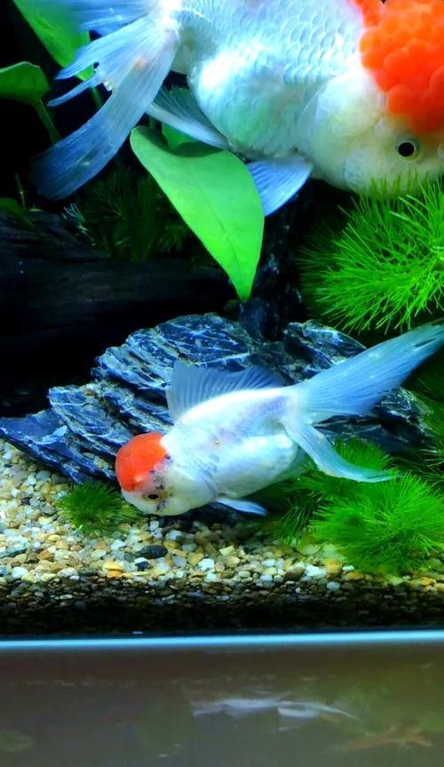 金龍魚鱗片上白色絮狀物圖片示例（關(guān)于金龍魚鱗片上白色絮狀物的圖片示例）