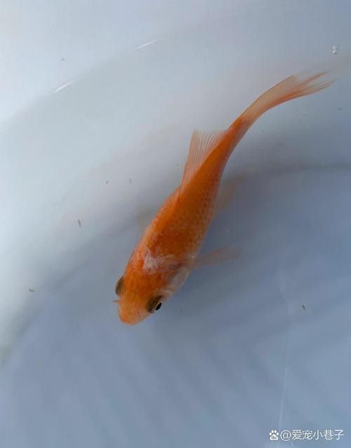 金龍魚鱗片上白色絮狀物圖片示例（關(guān)于金龍魚鱗片上白色絮狀物的圖片示例）