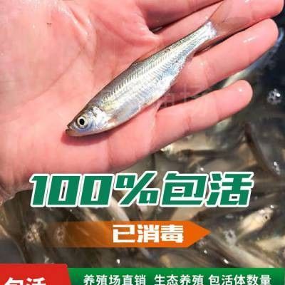 如何聯系到哈爾濱龍魚魚苗批發商（如何聯系到哈爾濱龍魚魚苗批發商在尋找哈爾濱龍魚魚苗批發商）