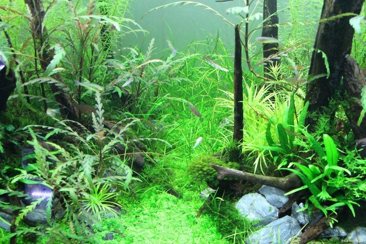如何為龍魚缸選擇合適的水草（如何為龍魚缸挑選合適的水草）