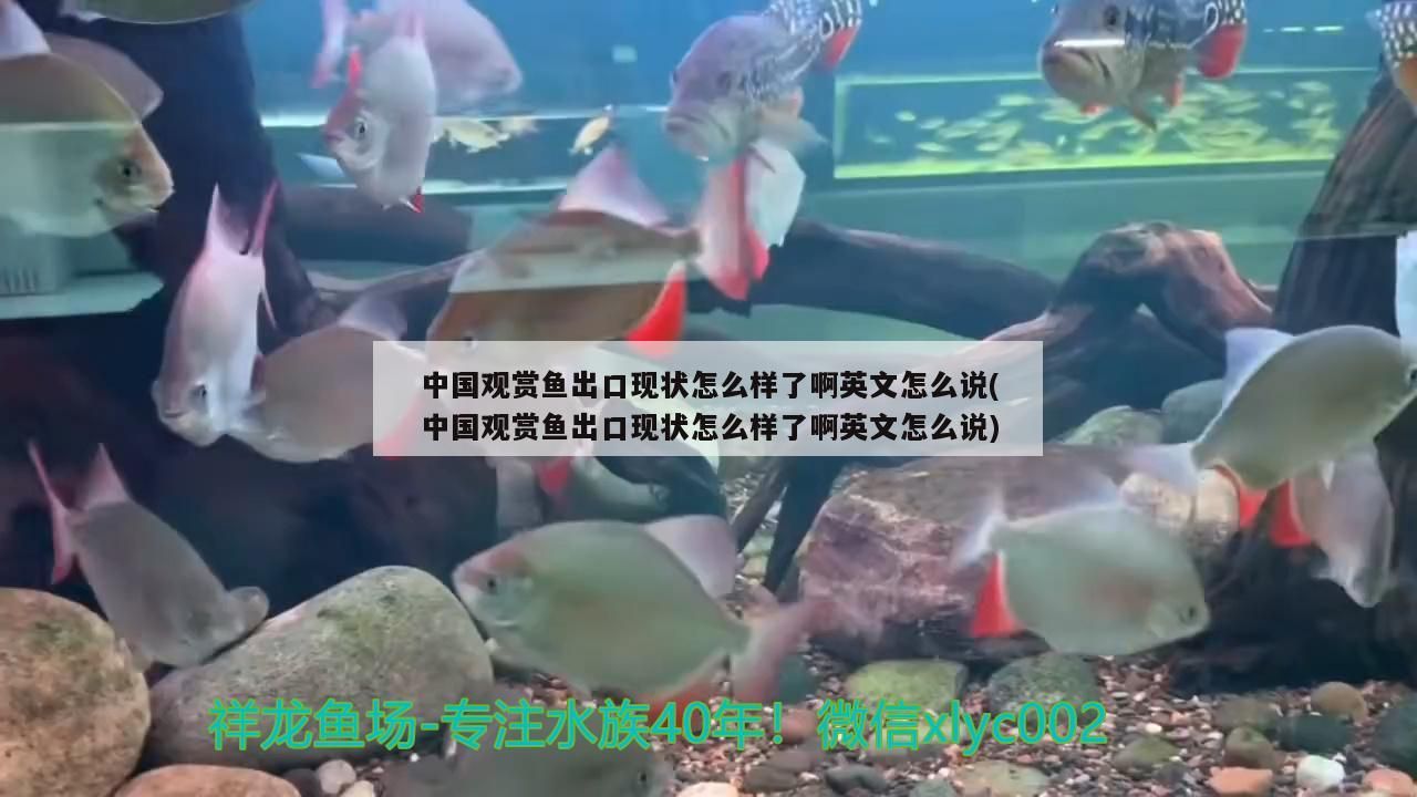 中國觀賞魚出口現(xiàn)狀怎么樣了啊英文怎么說(中國觀賞魚出口現(xiàn)狀怎么樣了啊英文怎么說) 中國觀賞魚出口現(xiàn)狀怎么樣了啊英文怎么說(中國觀賞魚出口現(xiàn)狀怎么樣了啊英文怎么說) 觀賞魚百科