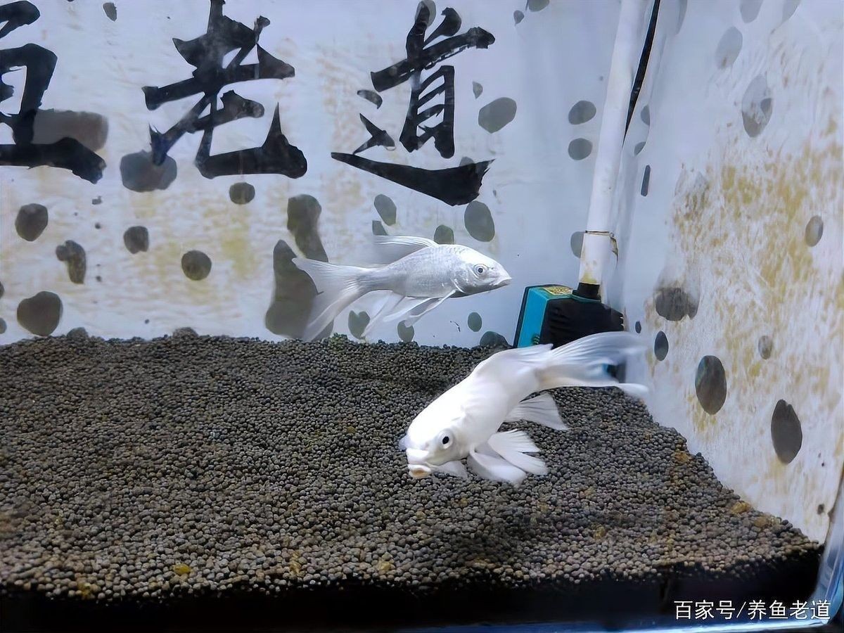 白金龍鳳鯉和蝴蝶鯉哪個(gè)更稀有（白金龍鳳鯉vs蝴蝶鯉，5大核心區(qū)別解析）