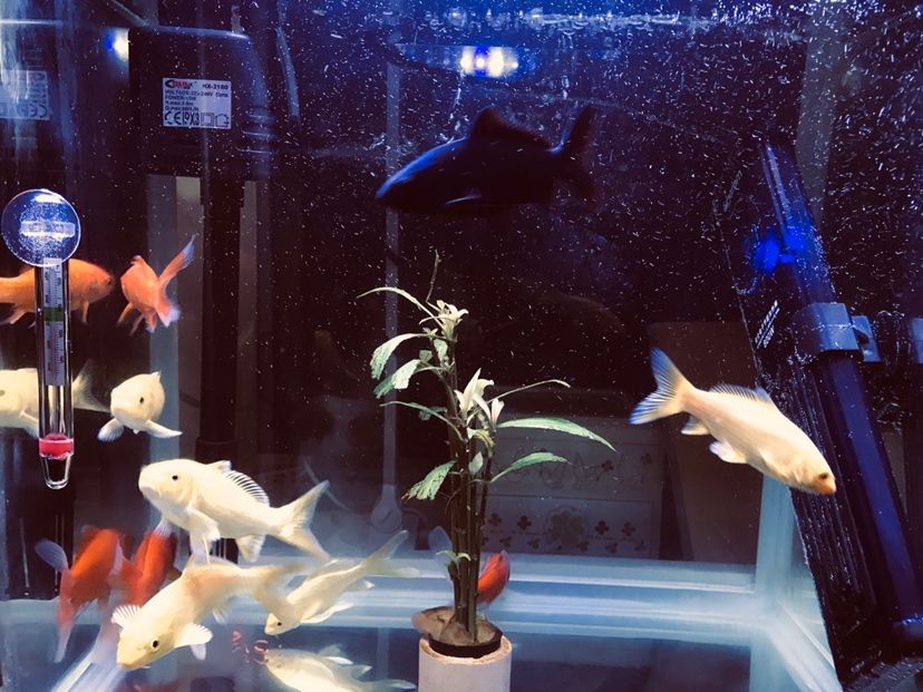 郴州觀賞魚市場(chǎng)生病了要加多少鹽？（郴州觀賞魚市場(chǎng)生病了要加多少鹽，魚友悠假設(shè)計(jì)工作室說）