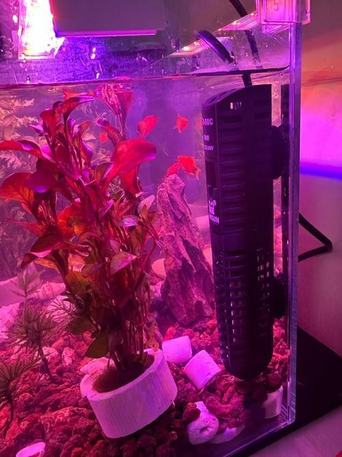 推薦幾款好用的龍魚缸加熱棒（魚缸加熱棒哪個牌子好） 推薦幾款好用的龍魚缸加熱棒（魚缸加熱棒哪個牌子好） 龍魚百科 第7張