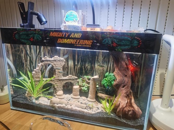 推薦幾款好用的龍魚缸加熱棒（魚缸加熱棒哪個牌子好） 推薦幾款好用的龍魚缸加熱棒（魚缸加熱棒哪個牌子好） 龍魚百科 第6張