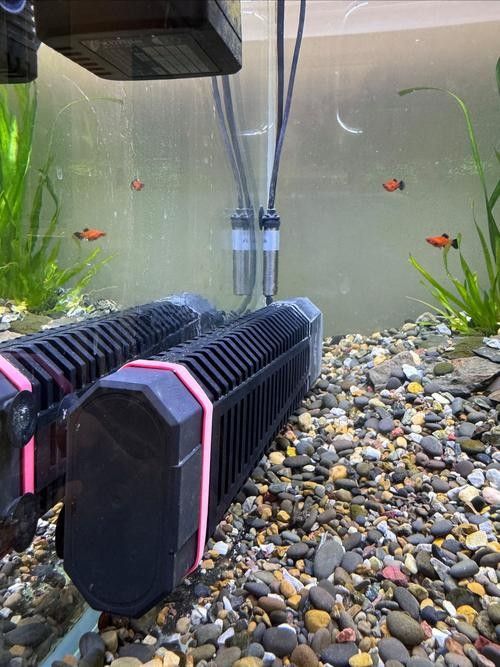 推薦幾款好用的龍魚缸加熱棒（魚缸加熱棒哪個牌子好） 推薦幾款好用的龍魚缸加熱棒（魚缸加熱棒哪個牌子好） 龍魚百科 第11張