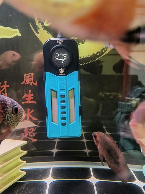 推薦幾款好用的龍魚缸加熱棒（魚缸加熱棒哪個牌子好） 推薦幾款好用的龍魚缸加熱棒（魚缸加熱棒哪個牌子好） 龍魚百科 第10張