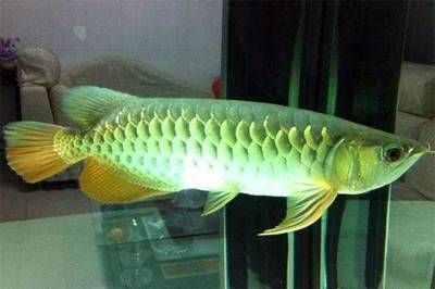 極品古典藍(lán)龍魚多少錢一條圖片(龍魚極品古典藍(lán)價(jià)格)（極品古典藍(lán)龍魚價(jià)格）