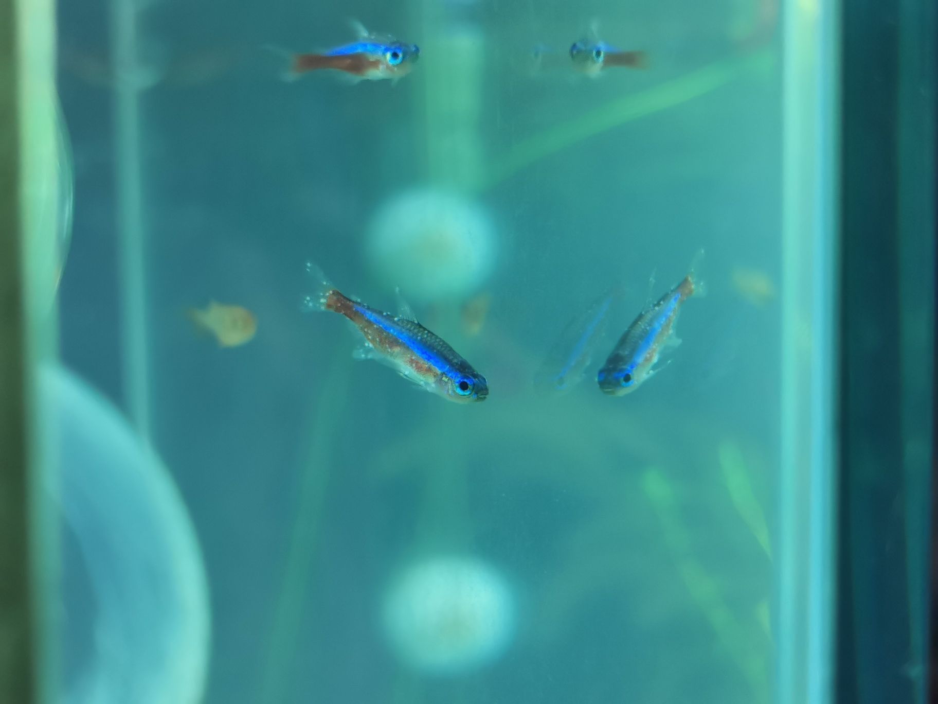 烏蘭察布水族館魚身上長白點（烏蘭察布水族館魚身上長白點怎么辦？）