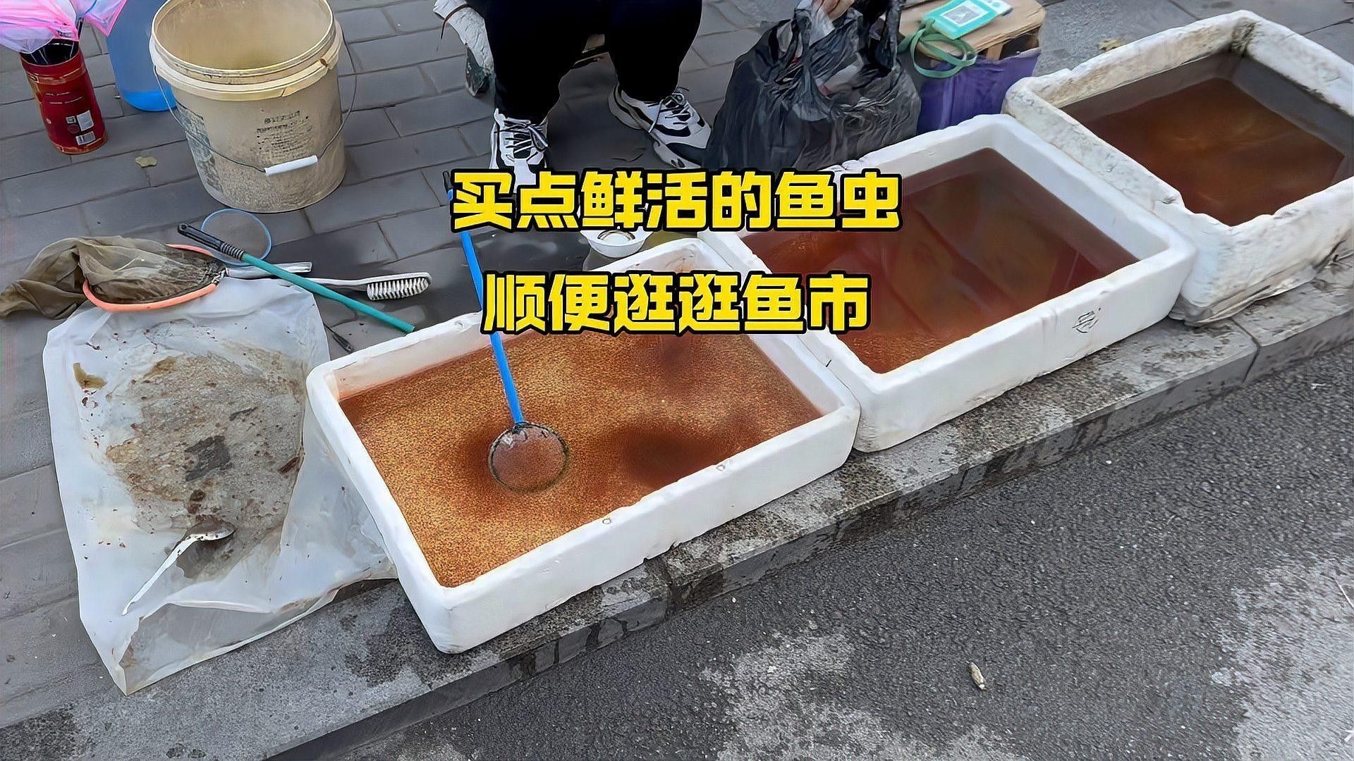 自制紅龍魚飼料需要哪些工具（自制紅龍魚飼料的具體步驟） 自制紅龍魚飼料需要哪些工具（自制紅龍魚飼料的具體步驟） 龍魚百科 第2張