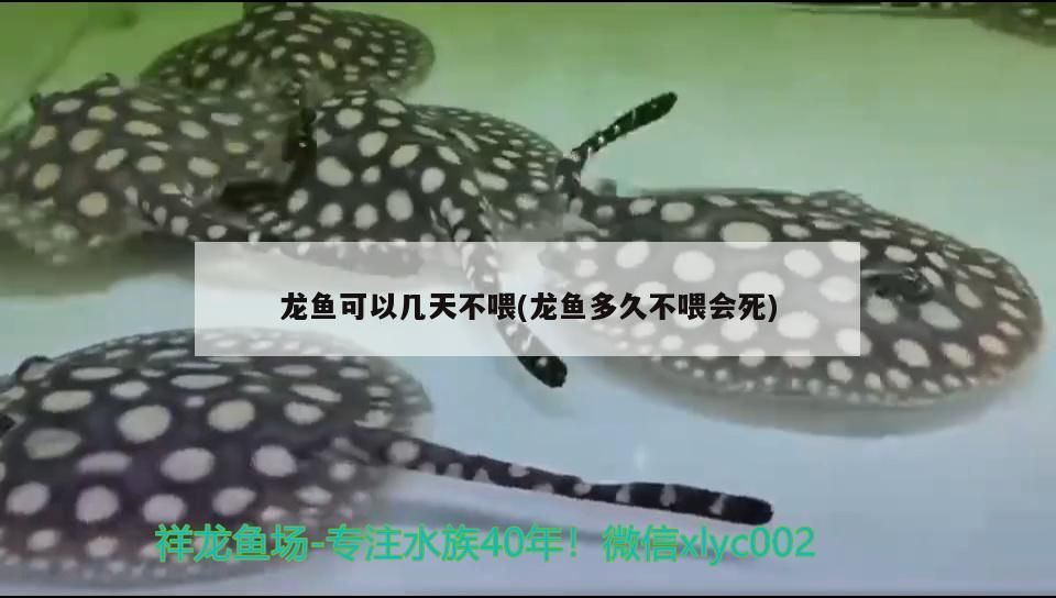 龍魚可以幾天不喂(龍魚多久不喂會死)
