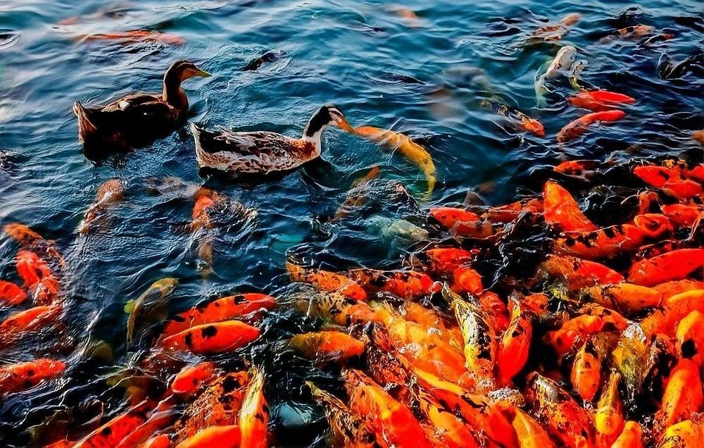 哪些屬相不適合養金龍魚（什么屬相不適合養金龍魚）