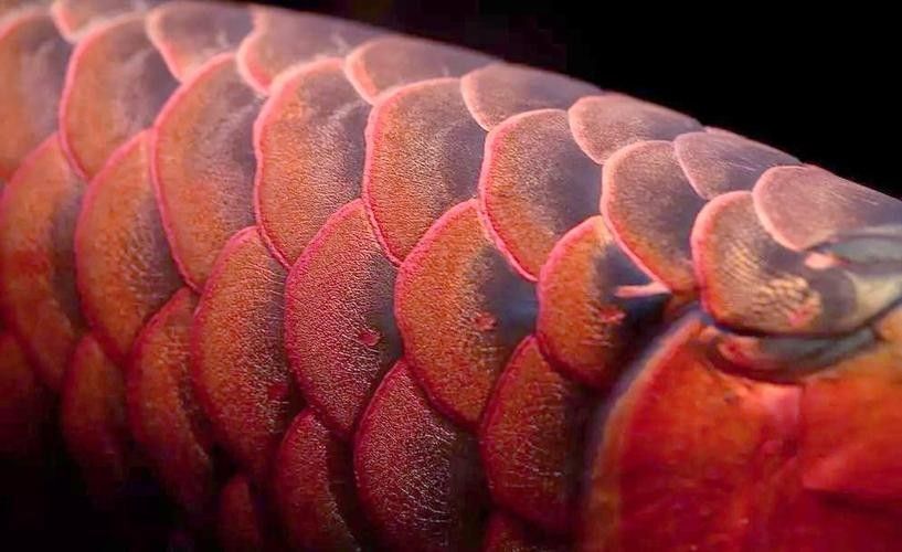 給我一些紅龍魚高清大圖（關于紅龍魚的高清圖片資源推薦）