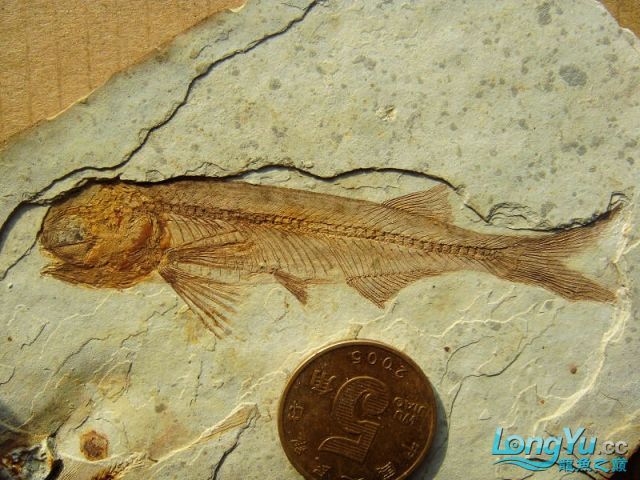 如果龍魚死了怎么辦