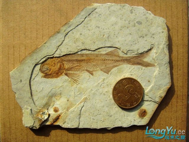 如果龍魚死了怎么辦