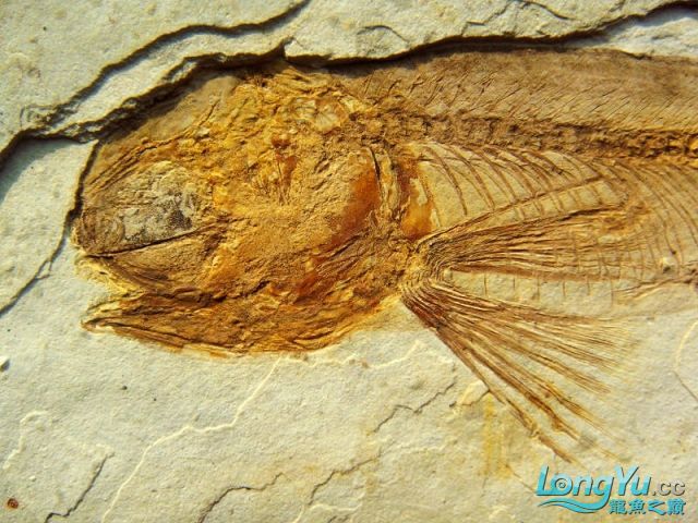 如果龍魚死了怎么辦