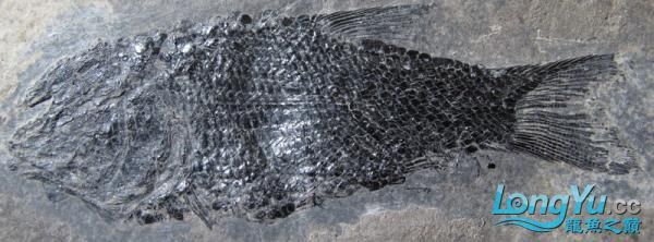 如果龍魚死了怎么辦