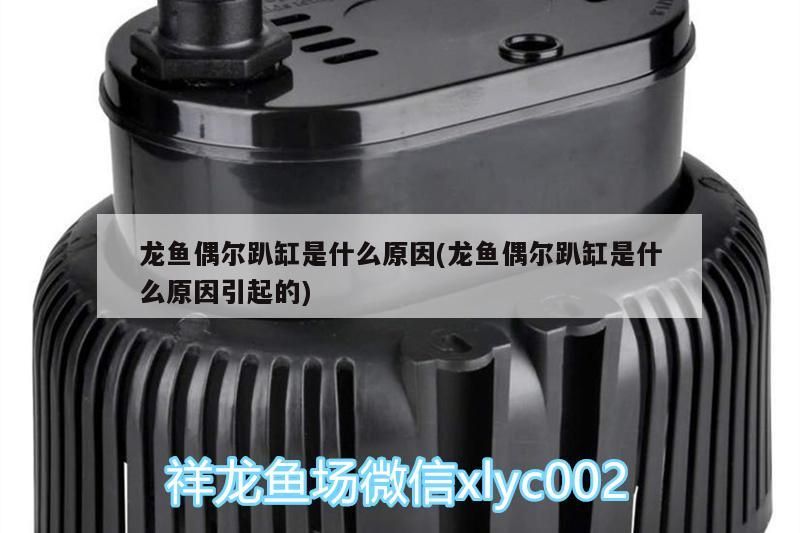 龍魚偶爾趴缸是什么原因(龍魚偶爾趴缸是什么原因引起的)（龍魚偶爾趴缸是什么原因）