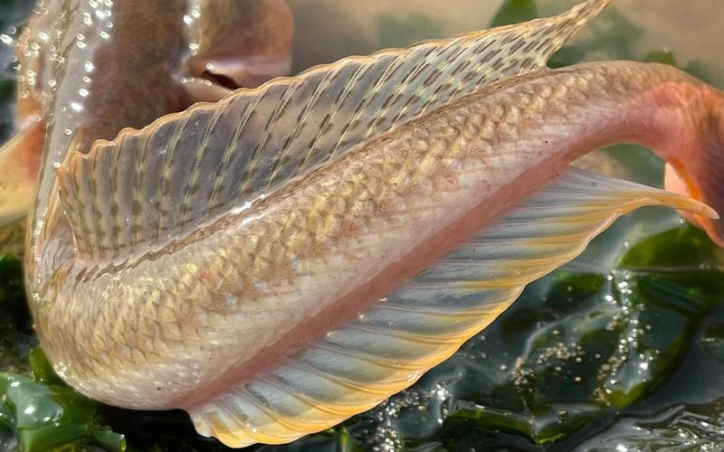 給我更多大海龍魚的圖片（大海龍魚圖片資源及相關信息）