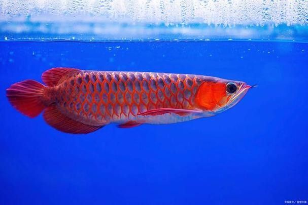 給我更多大海龍魚的圖片（大海龍魚圖片資源及相關信息）