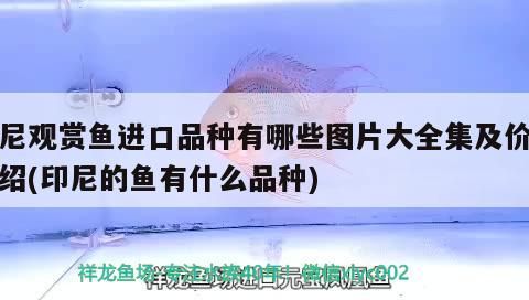 印尼觀賞魚(yú)進(jìn)口品種有哪些圖片大全集及價(jià)格介紹(印尼的魚(yú)有什么品種)（印尼觀賞魚(yú)進(jìn)口品種圖片大全集及圖片大全集及價(jià)格介紹）