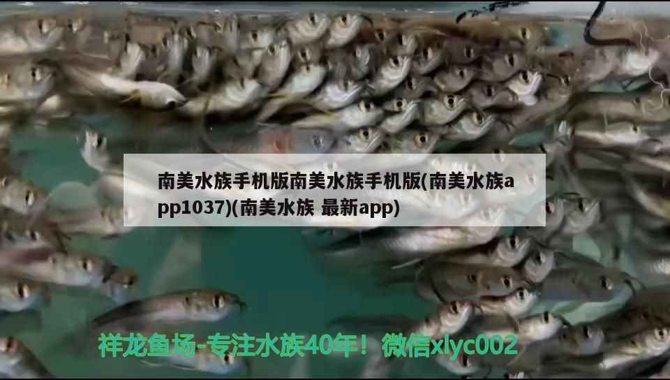 南美水族手機版南美水族手機版(南美水族app1037)(南美水族最新app)（南美水族手機版南美水族手機版）