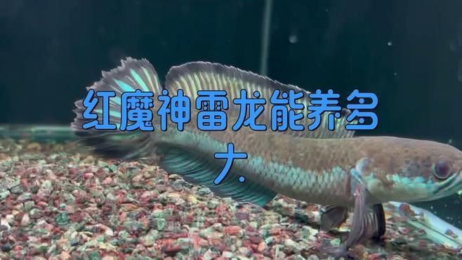 紅帝王魔神雷龍魚能長多大？（帝王魔神雷龍魚的飼養方法）