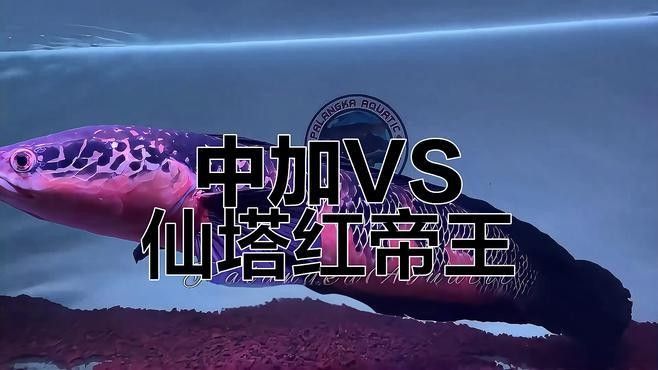 紅帝王魔神雷龍魚能長多大？（帝王魔神雷龍魚的飼養方法）