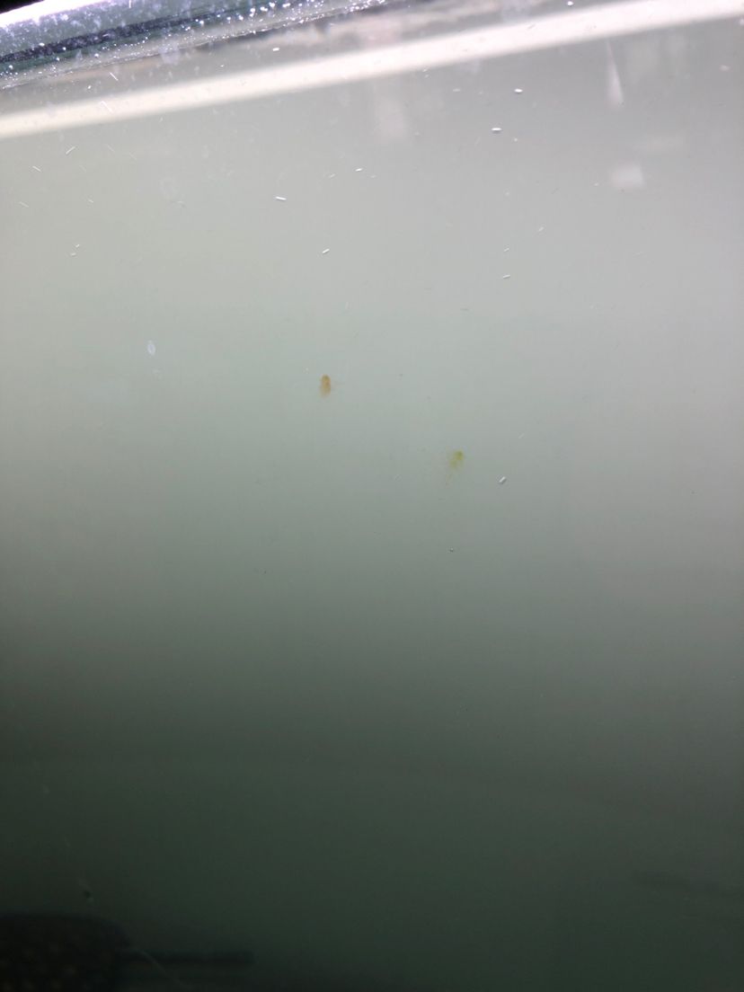魚缸缸壁青苔問題（魚缸缸壁青苔問題怎么辦）