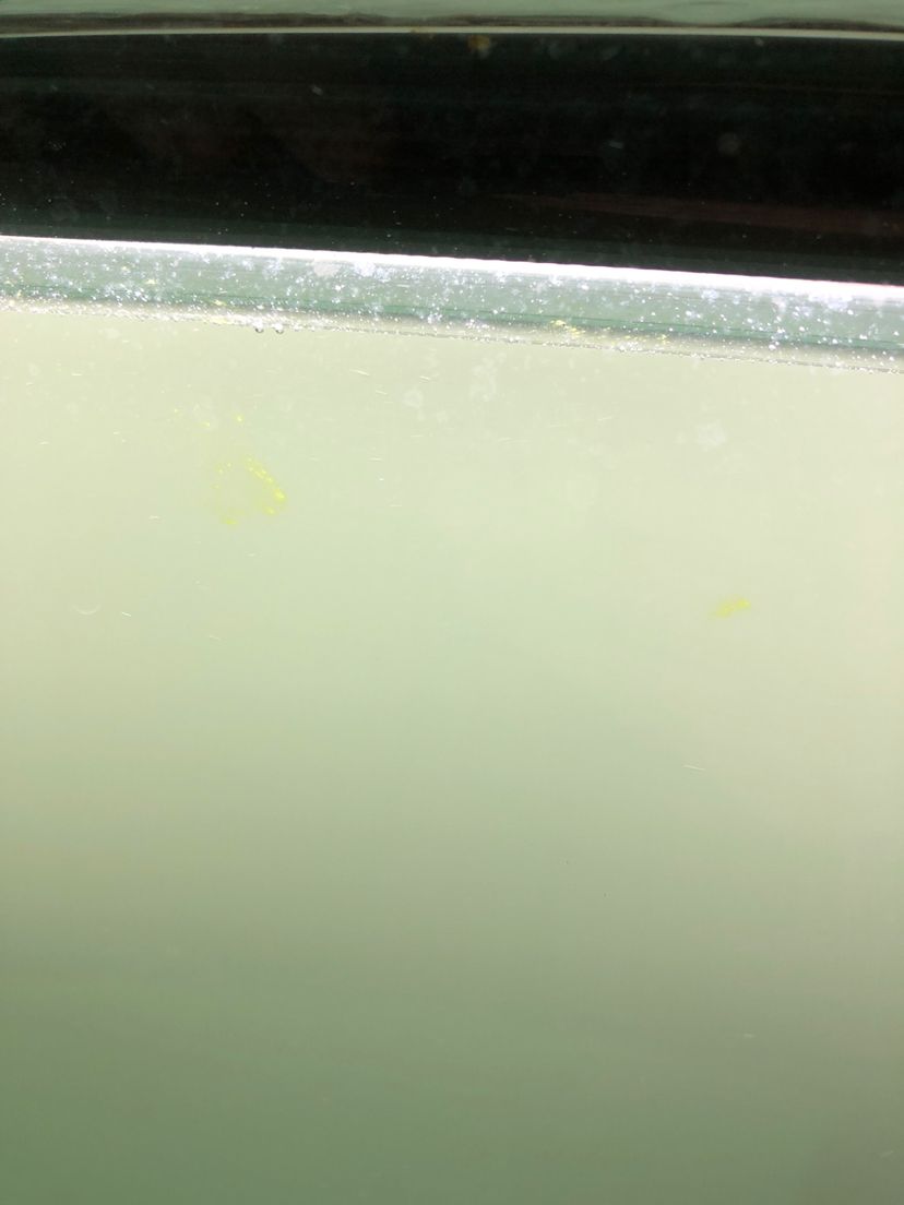 魚缸缸壁青苔問題（魚缸缸壁青苔問題怎么辦）