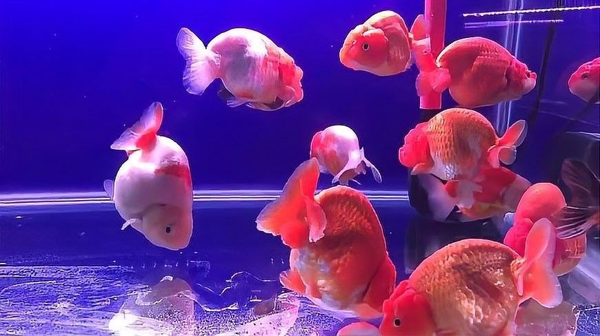 80缸中飼養的金龍魚能長多大？（80缸中飼養的金龍魚能長多大）