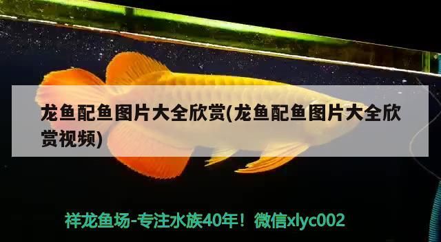 龍魚配魚圖片大全欣賞(龍魚配魚圖片大全欣賞視頻)（和龍魚一起混養(yǎng)的幾種觀賞魚）
