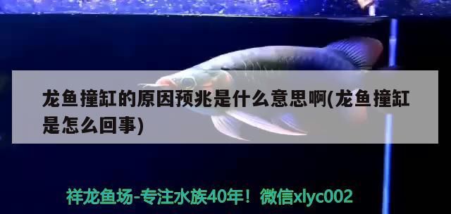 龍魚撞缸的原因預兆是什么意思啊(龍魚撞缸是怎么回事)