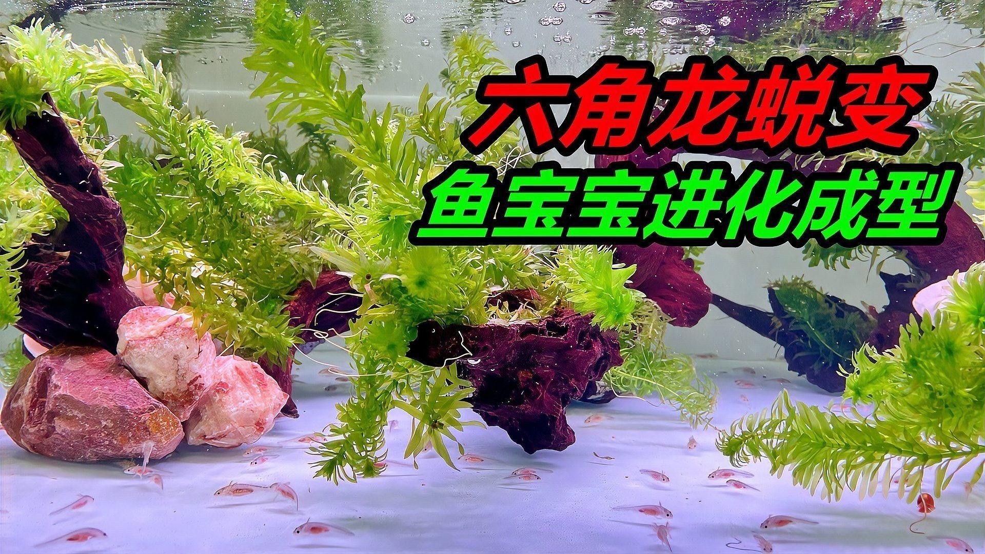 恐龍魚多久適應新環(huán)境？（六角恐龍魚養(yǎng)殖全攻略深夜3點醒的甜豆?jié){學姐輕松養(yǎng)）