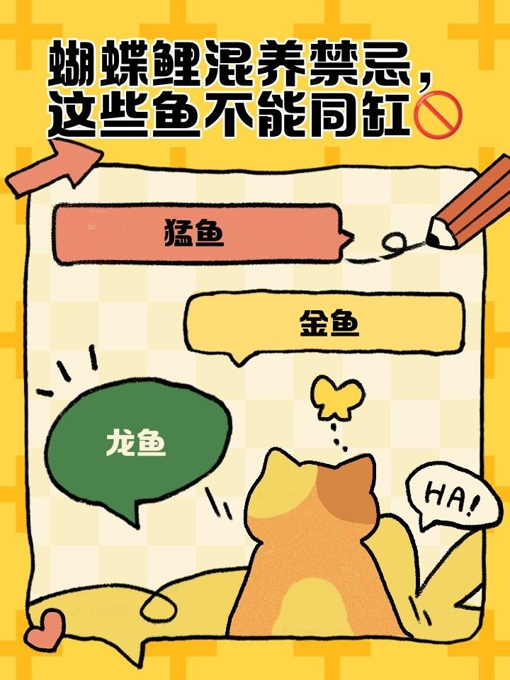蝴蝶鯉和龍魚混養需要多久適應（禪意家蝴蝶鯉與龍魚混養的適應時間取決于多種因素）