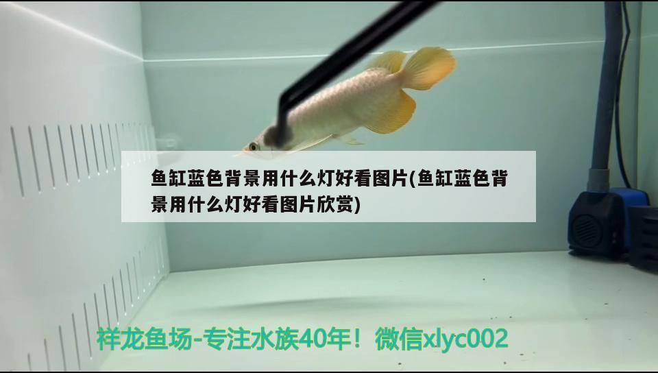 魚缸藍色背景用什么燈好看圖片(魚缸藍色背景用什么燈好看圖片欣賞)（關于魚缸藍色背景用什么燈好看圖片欣賞）