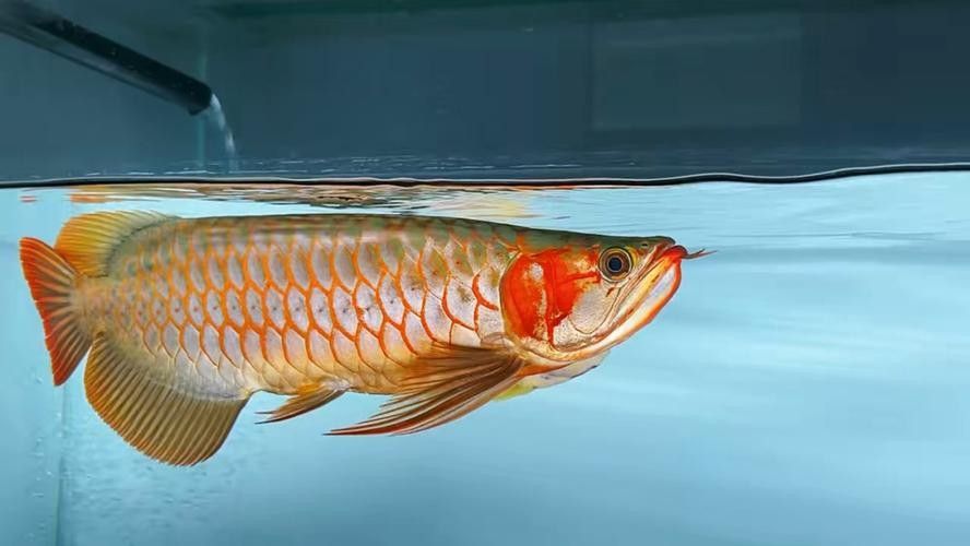 大湖紅龍魚有哪些變異品種？（大湖紅龍魚的變異品種）