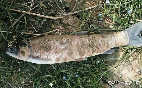 哪些因素會導致龍魚感染水霉