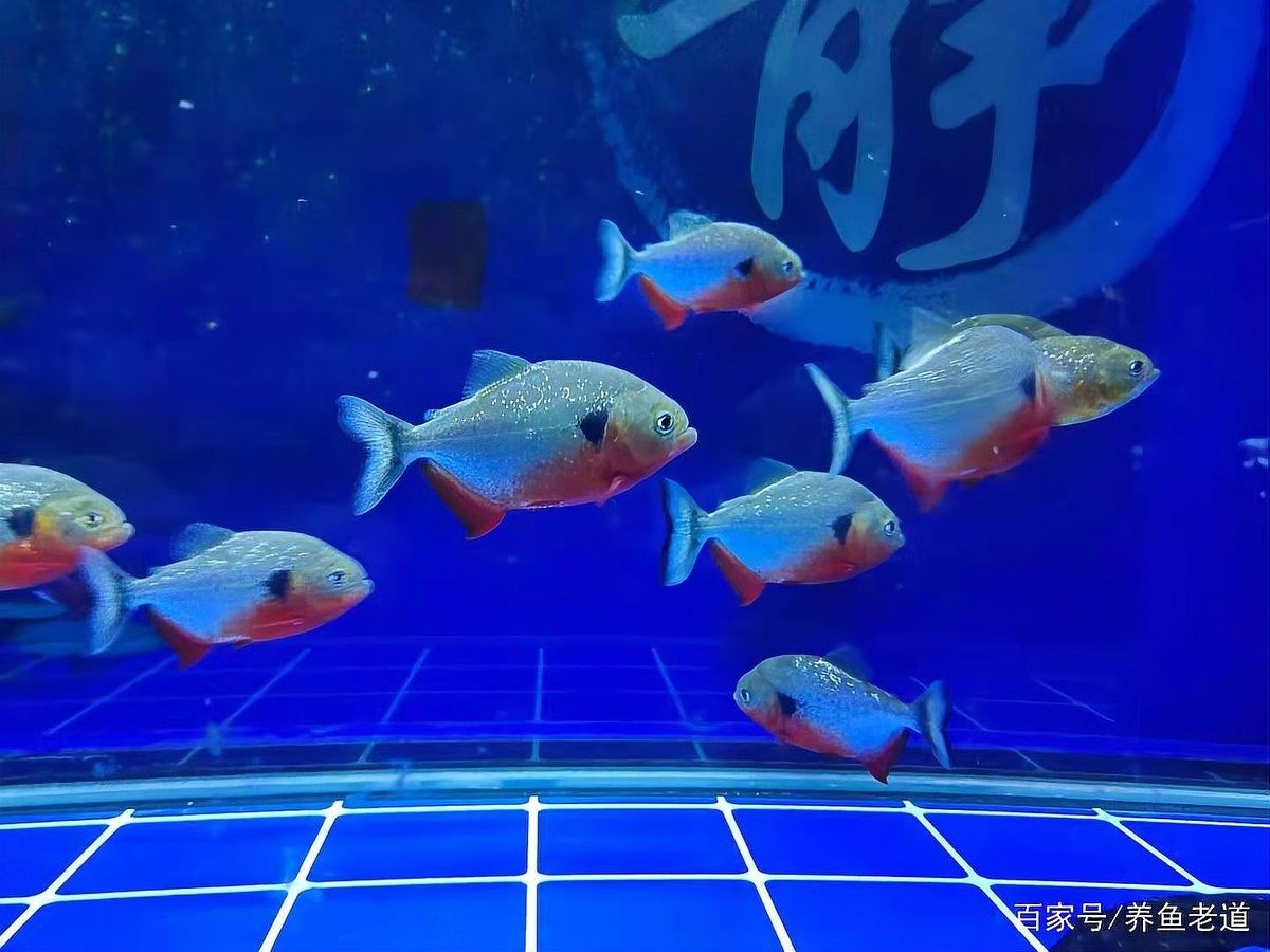 哪些因素會導致龍魚感染水霉
