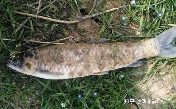 哪些因素會導致龍魚感染水霉