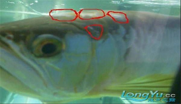 哪些因素會導致龍魚感染水霉