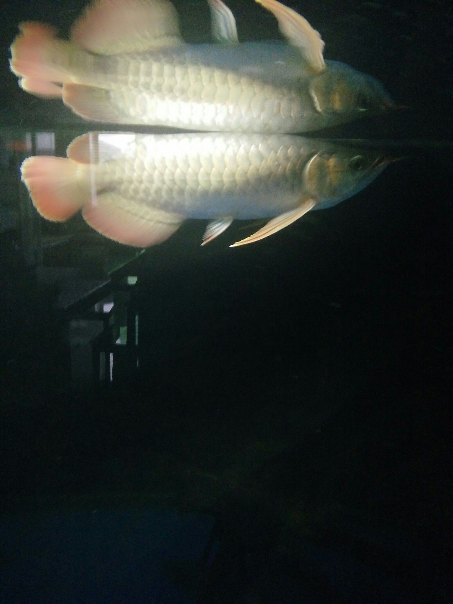 長沙水族館掉眼感覺有所好轉（長沙水族館掉眼感覺有所好轉[emoji]1f602[/emoji]）