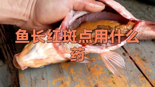 金龍魚尾巴紅點(diǎn)會自愈嗎？