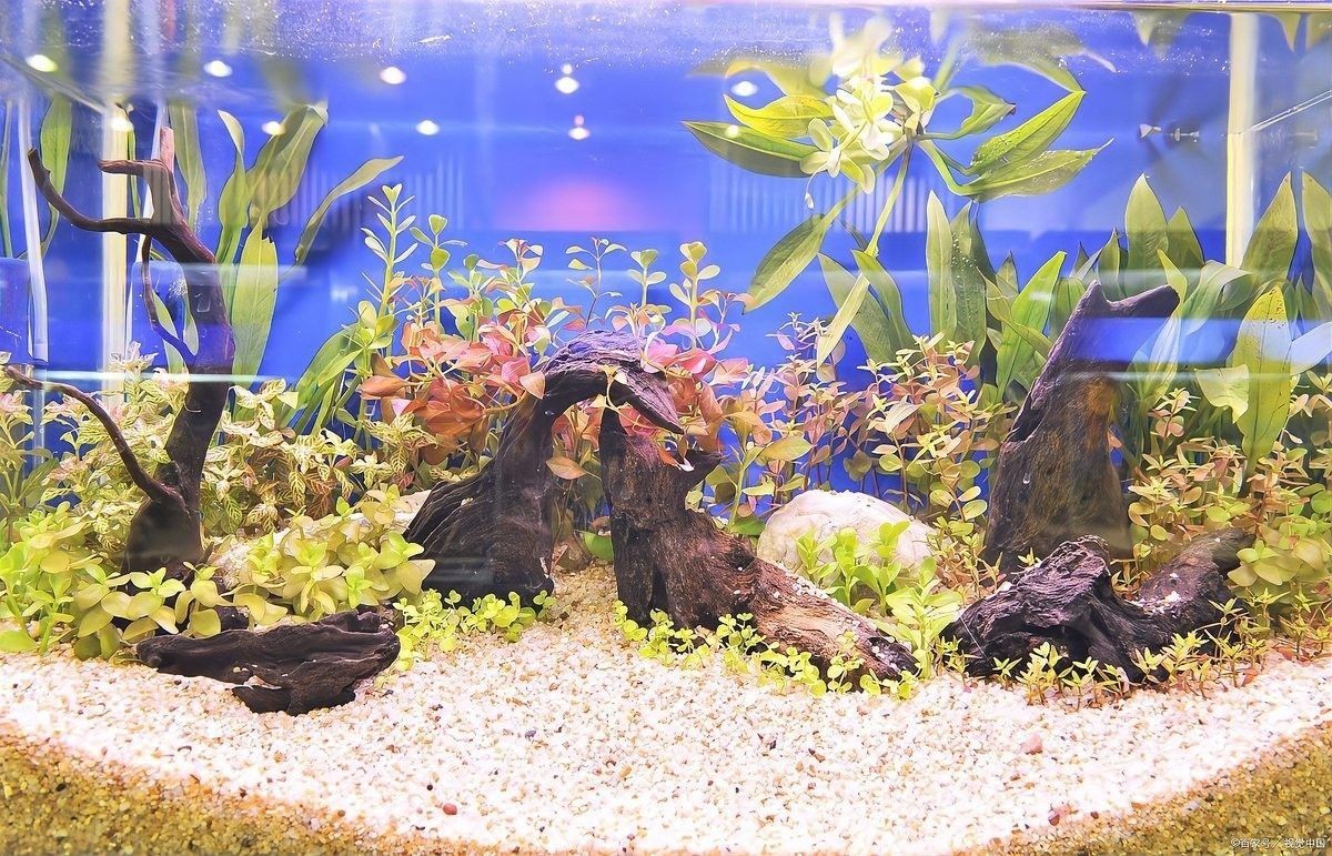 如何判斷龍魚消毒是否徹底（如何判斷龍魚是否經(jīng)過徹底消毒）