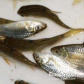 如何判斷龍魚消毒是否徹底（如何判斷龍魚是否經(jīng)過徹底消毒）