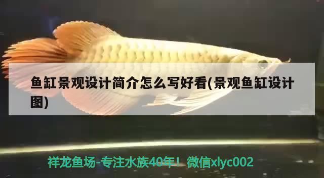魚缸景觀設計簡介怎么寫好看(景觀魚缸設計圖)（海水珊瑚造景是海水缸造景必不可少的一步）