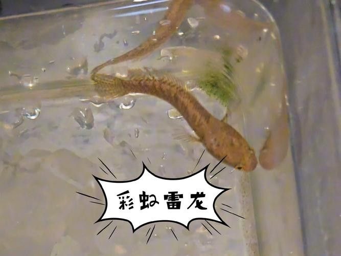 彩虹雷龍魚苗的價格是多少（彩虹雷龍魚苗價格）
