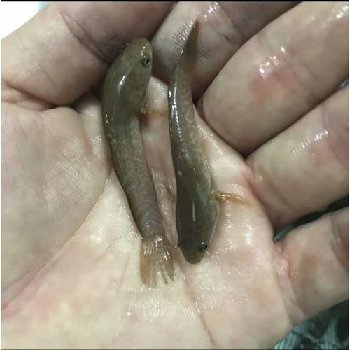 彩虹雷龍魚苗的價格是多少（彩虹雷龍魚苗價格）
