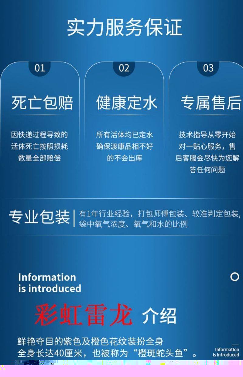 彩虹雷龍魚苗的價格是多少（彩虹雷龍魚苗價格）