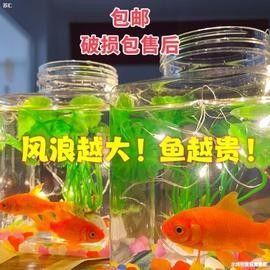 紅龍魚苗的價格是多少（紅龍魚的價格是多少）